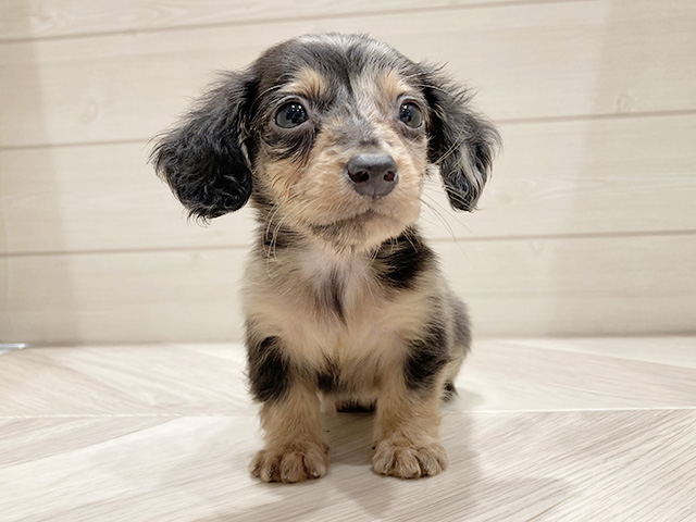 東京都のミニチュアダックスフンド(ロング) (ペッツファースト豊洲店/2026年1月27日生まれ/男の子/シルバーダップル)の子犬の1枚目の画像