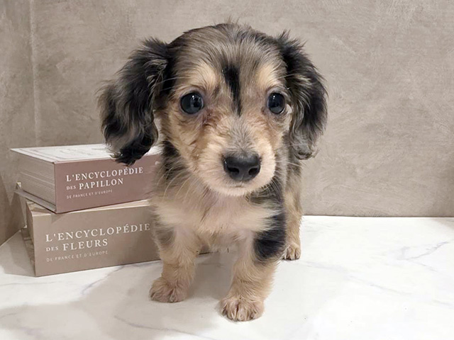 ミニチュアダックスフンド