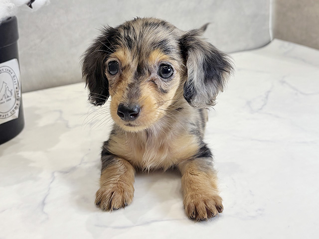 ミニチュアダックスフンド