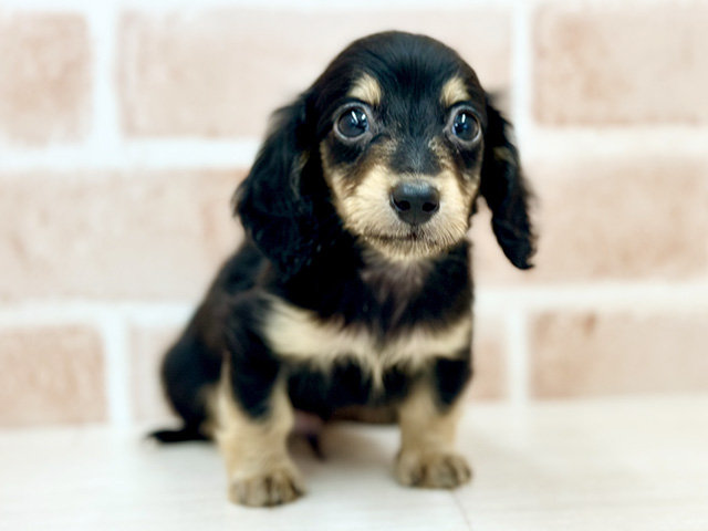 埼玉県のミニチュアダックスフンド(ロング) (ペッツファーストさいたま新都心店/2026年1月27日生まれ/男の子/ブラックイエロー)の子犬の1枚目の画像