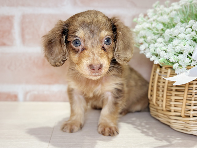 ミニチュアダックスフンド