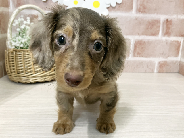 埼玉県のミニチュアダックスフンド(ロング) (ペッツファースト入間店/2026年1月27日生まれ/男の子/チョコレートダップル)の子犬の1枚目の画像