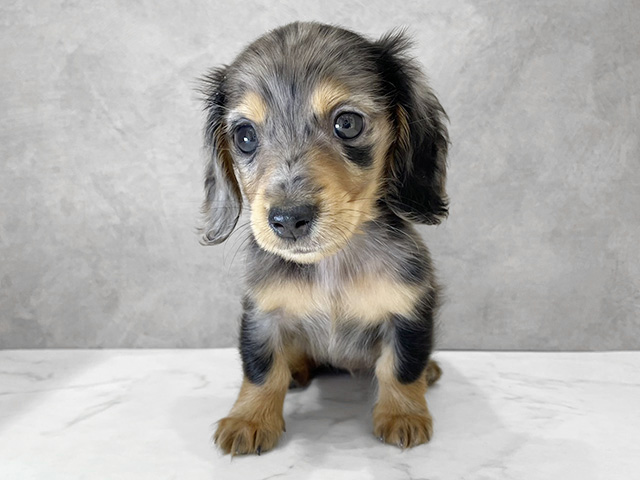 ミニチュアダックスフンド