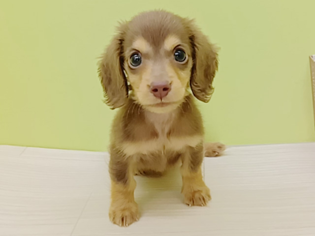 三重県のミニチュアダックスフンド(ロング) (ペッツファースト四日市泊店/2026年1月27日生まれ/男の子/チョコレートタン)の子犬の1枚目の画像