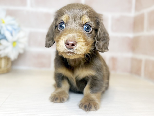 千葉県のミニチュアダックスフンド(ロング) (ペッツファースト千葉ニュータウン店/2026年1月27日生まれ/男の子/チョコレートタン)の子犬