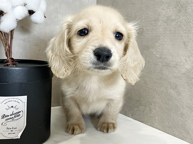 広島県のミニチュアダックスフンド(ロング) (ペッツファースト広島祇園店/2026年1月27日生まれ/男の子/イエロー)の子犬の1枚目の画像