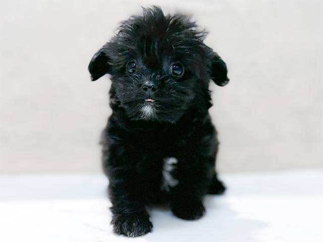 東京都のチワプー/プーチー(チワワ×プードル) (ペッツファースト恵比寿店/2026年1月24日生まれ/男の子/ブラックホワイト)の子犬の1枚目の画像