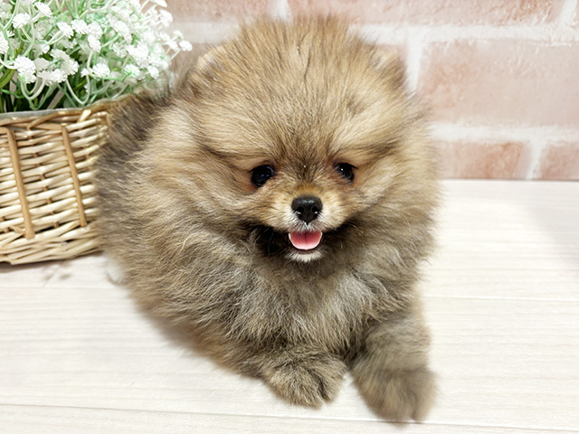 神奈川県のポメラニアン (ペッツファースト横浜元町店/2026年1月27日生まれ/女の子/オレンジセーブル)の子犬の1枚目の画像
