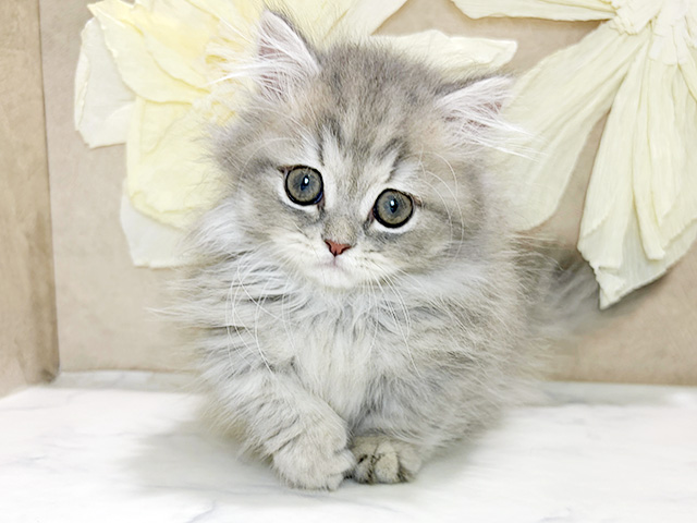 兵庫県のミヌエット (ペッツファースト神戸三宮センター街店/2026年1月10日生まれ/男の子/ブルータビー)の子猫の1枚目の画像