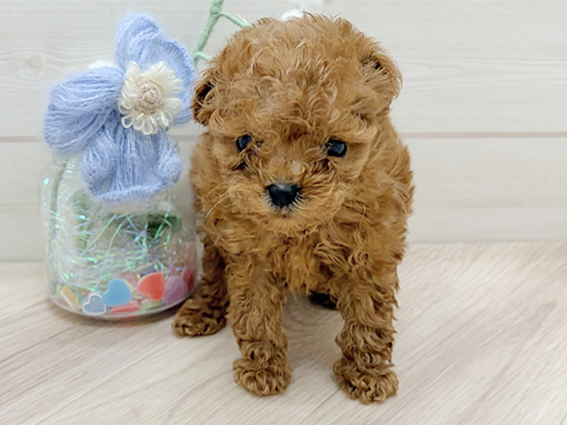 大阪府のトイプードル(ティーカップ) (ペッツファーストららぽーと門真店/2026年1月27日生まれ/男の子/アプリコット)の子犬の1枚目の画像