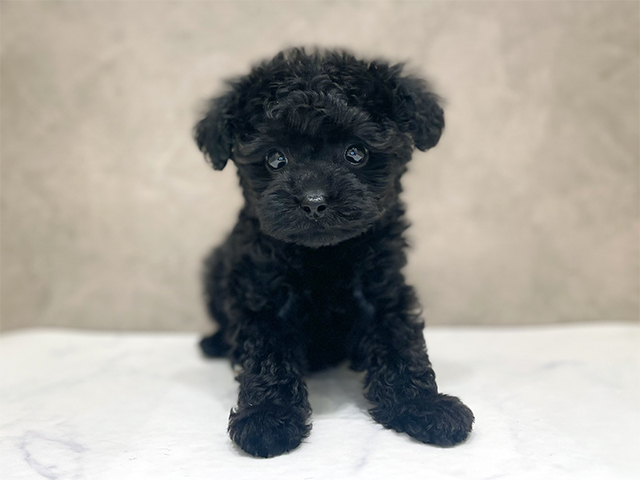 千葉県のトイプードル(タイニー) (ペッツファーストららぽーとTOKYO-BAY店/2026年1月27日生まれ/女の子/ブラック)の子犬