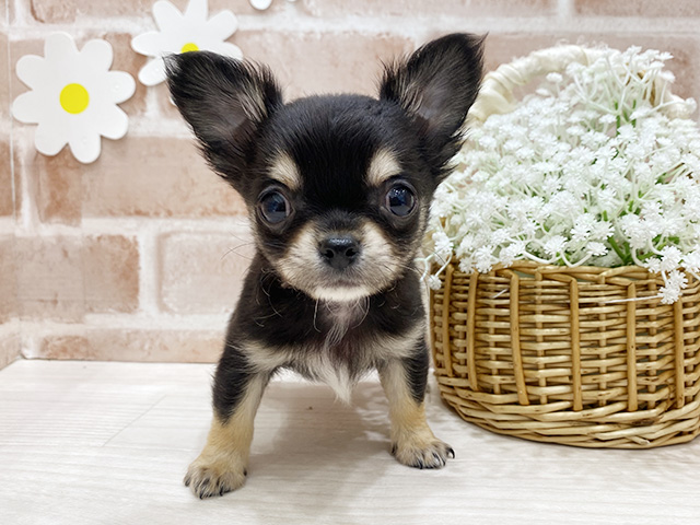 福岡県のチワワ(ロング) (ペッツファースト筑紫野店/2026年1月25日生まれ/男の子/ブラックタン)の子犬の1枚目の画像