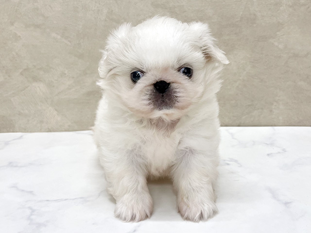 東京都のペキニーズ (ペッツファースト八王子多摩美大前店/2026年1月26日生まれ/女の子/ホワイト)の子犬