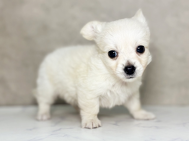 大阪府のチワックス(チワワ×ダックス) (ペッツファースト東大阪店/2026年1月26日生まれ/男の子/クリーム)の子犬