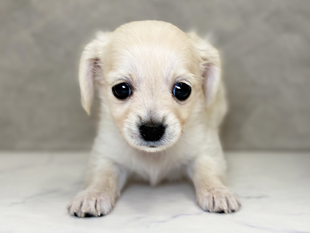 埼玉県のチワックス(チワワ×ダックス) (ペッツファーストPETEMOレイクタウンmori店/2026年1月26日生まれ/女の子/クリーム)の子犬