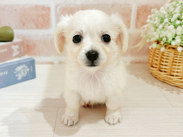 東京都のチワックス(チワワ×ダックス) (ペッツファースト自由が丘店/2026年1月26日生まれ/女の子/クリーム)の子犬