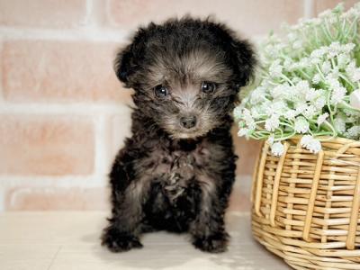 岡山県のトイプードル(ティーカップ) (ペッツファースト倉敷店/2026年1月15日生まれ/女の子/シルバー)の子犬