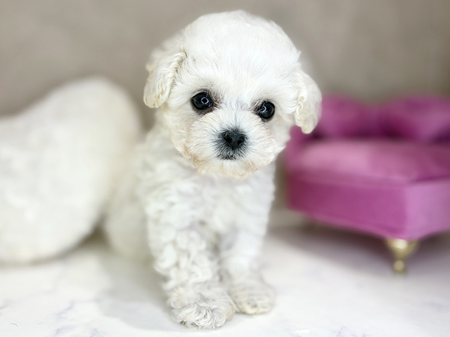 大阪府のビションフリーゼ (ペッツファースト茶屋町店/2026年1月28日生まれ/女の子/ホワイト)の子犬