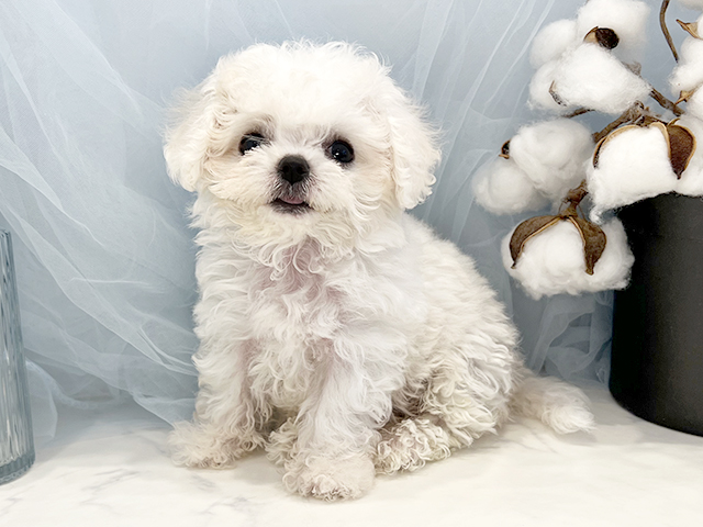 東京都のビションフリーゼ (ペッツファースト青山店/2026年1月28日生まれ/女の子/ホワイト)の子犬の1枚目の画像