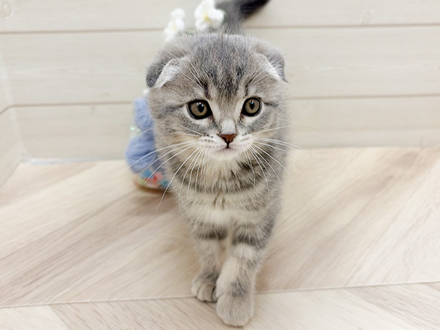 大阪府のスコティッシュフォールド (ペッツファーストららぽーと門真店/2026年1月26日生まれ/女の子/ブルーパッチドタビー)の子猫の1枚目の画像