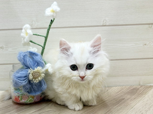 大阪府のミヌエット (ペッツファーストららぽーと門真店/2026年1月25日生まれ/男の子/カメオタビー)の子猫