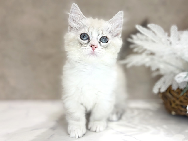 大阪府のマンチカン (ペッツファースト茶屋町店/2026年1月26日生まれ/女の子/ブルーリンクスポイントホワイト)の子猫の1枚目の画像