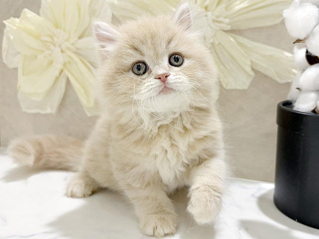 兵庫県のサイベリアン (ペッツファースト神戸三宮センター街店/2026年1月24日生まれ/男の子/クリームタビー)の子猫の1枚目の画像