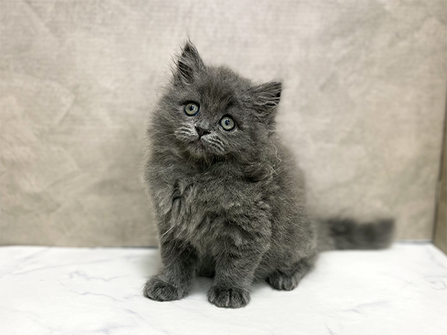 東京都のブリティッシュロングヘアー (ペッツファースト池袋店/2026年1月27日生まれ/男の子/ブルー)の子猫
