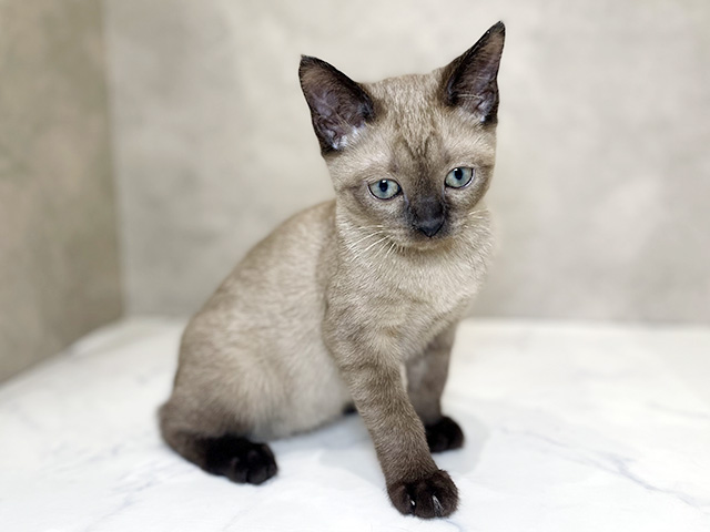東京都のバーミーズ (ペッツファーストららぽーと立川立飛店/2026年1月23日生まれ/女の子/シャンパン)の子猫の1枚目の画像