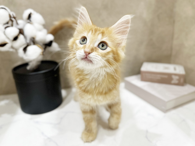 大阪府のメインクーン (ペッツファースト難波店/2026年1月26日生まれ/女の子/レッドタビー)の子猫