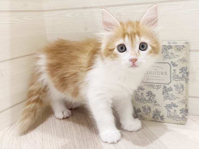 メインクーン, 性別 女の子, 誕生日 2026/01/26, 毛色 レッドタビーホワイト, 出身 東京都, 店舗 岡崎店(愛知県), お問い合わせ番号 2511379