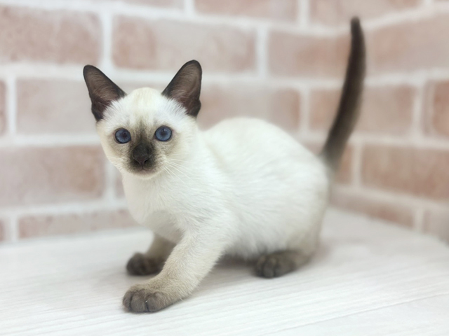 大阪府のトンキニーズ (ペッツファースト北心斎橋店/2026年1月25日生まれ/男の子/ナチュラルミンク)の子猫の1枚目の画像