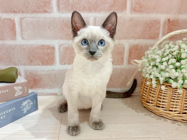 東京都のシャム (ペッツファースト自由が丘店/2026年1月25日生まれ/女の子/ブルーポイント)の子猫の1枚目の画像