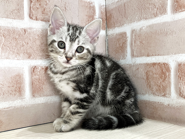 千葉県のアメリカンショートヘアー (ペッツファースト流山おおたかの森店/2026年1月27日生まれ/男の子/シルバータビー)の子猫の1枚目の画像