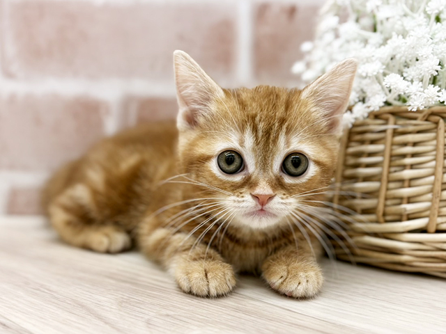 東京都のアメリカンショートヘアー (ペッツファーストfor cats武蔵小山店/2026年1月26日生まれ/女の子/レッドタビー)の子猫