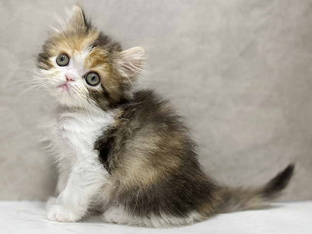 東京都のエキゾチック (ペッツファースト池袋店/2026年1月27日生まれ/女の子/キャリコ)の子猫の1枚目の画像