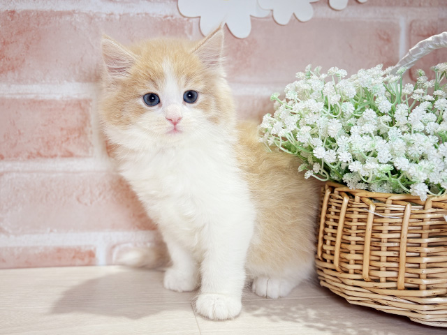 岡山県のノルウェージャンフォレストキャット (ペッツファースト倉敷店/2026年1月26日生まれ/男の子/クリームタビーホワイト)の子猫の1枚目の画像