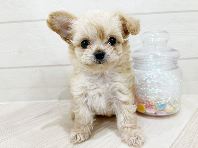 東京都のチワプー/プーチー(チワワ×プードル) (ペッツファースト吉祥寺サンロード店/2026年1月21日生まれ/女の子/アプリコット)の子犬の1枚目の画像