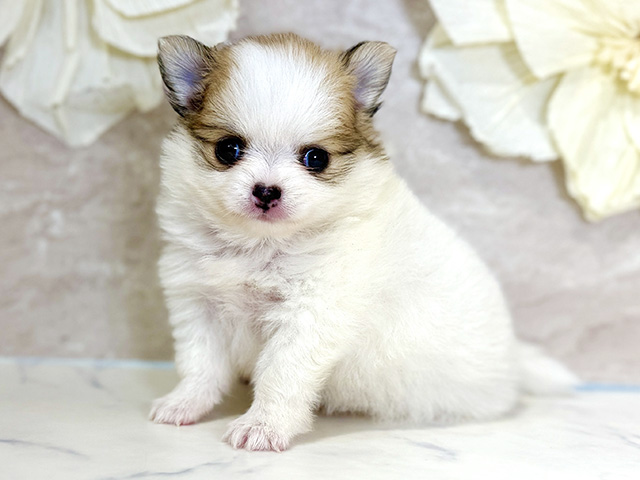 東京都のポメチワ/チワポメ/ポメチー(ポメラニアン×チワワ) (ペッツファースト下北沢店/2026年1月28日生まれ/女の子/パーティーカラー)の子犬の1枚目の画像