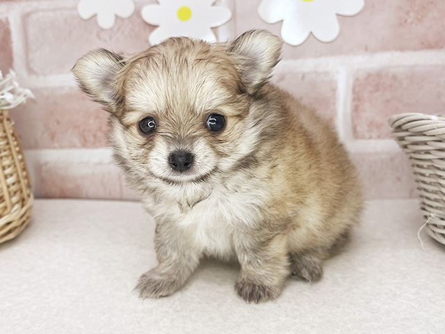 東京都のポメチワ/チワポメ/ポメチー(ポメラニアン×チワワ) (ペッツファーストお台場店/2026年1月28日生まれ/女の子/オレンジ)の子犬の1枚目の画像