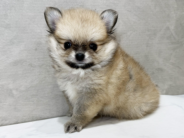 静岡県のポメチワ/チワポメ/ポメチー(ポメラニアン×チワワ) (ペッツファースト富士宮店/2026年1月28日生まれ/男の子/オレンジ)の子犬の1枚目の画像