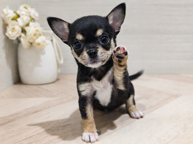 東京都のチワワ(スムース) (ペッツファースト吉祥寺本店/2026年1月28日生まれ/女の子/ブラックタンホワイト)の子犬の1枚目の画像