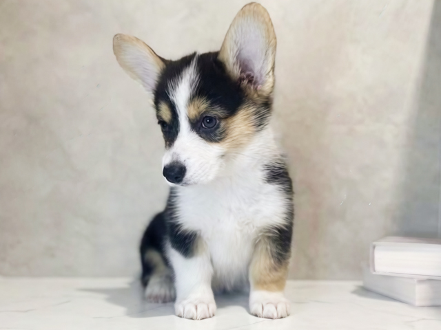 東京都のウェルシュコーギーペンブローク (ペッツファースト原宿店/2026年1月28日生まれ/女の子/ブラックタンホワイト)の子犬の1枚目の画像