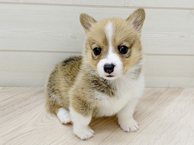 大阪府のウェルシュコーギーペンブローク (ペッツファーストららぽーと門真店/2026年1月28日生まれ/女の子/セーブルホワイト)の子犬の1枚目の画像