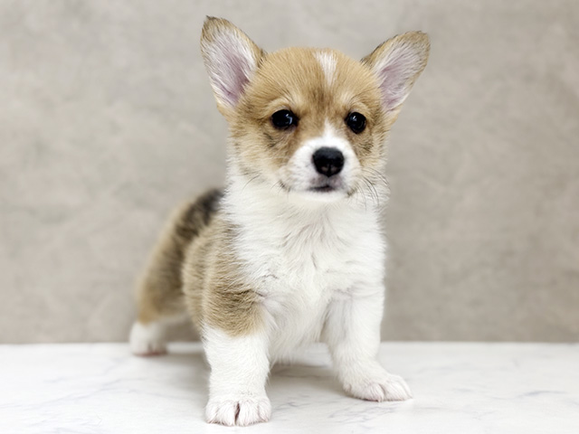 大阪府のウェルシュコーギーペンブローク (ペッツファースト東大阪店/2026年1月28日生まれ/女の子/セーブルホワイト)の子犬の1枚目の画像