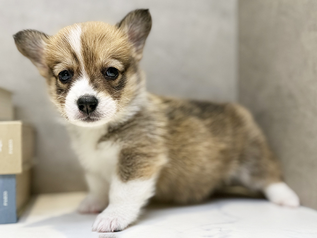 埼玉県のウェルシュコーギーペンブローク (ペッツファースト川口店/2026年1月28日生まれ/女の子/セーブルホワイト)の子犬の1枚目の画像