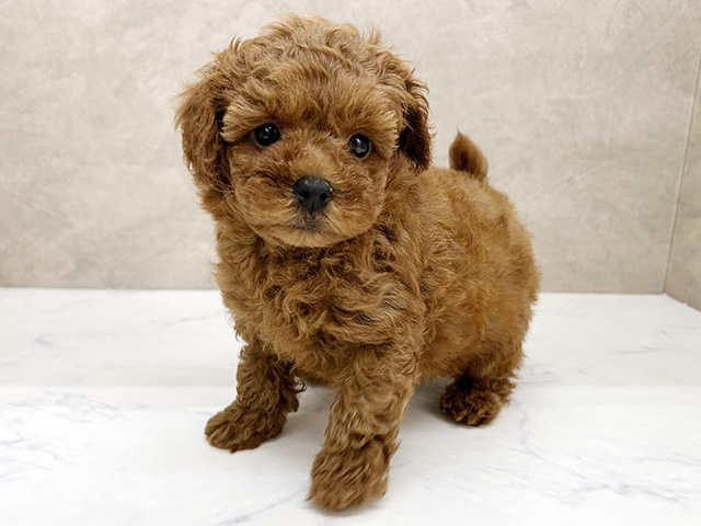 埼玉県のトイプードル(トイ) (ペッツファースト岩槻店/2026年1月27日生まれ/男の子/レッド)の子犬の1枚目の画像