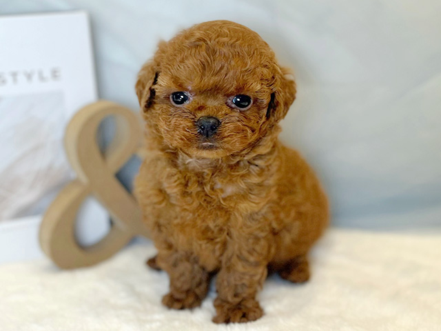 東京都のトイプードル(トイ) (ペッツファースト青山店/2026年1月27日生まれ/男の子/レッド)の子犬