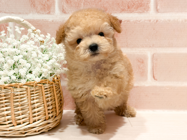 東京都のトイプードル(タイニー) (ペッツファースト町田店/2026年1月28日生まれ/男の子/アプリコット)の子犬の1枚目の画像