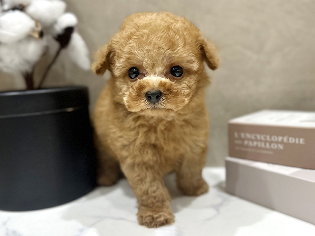 大阪府のトイプードル(タイニー) (ペッツファースト難波店/2026年1月28日生まれ/女の子/アプリコット)の子犬の1枚目の画像